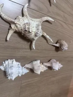 天然貝殻 5点セット 標本 インテリア　種子島のサムネイル