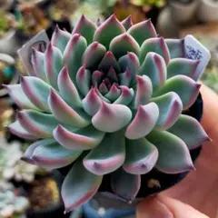 o*o様 ②　紫紺の矢　ミックスベリア　おらいさん　土付き発送　多肉