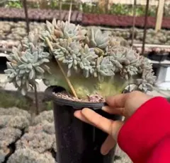 Top【選抜株】多肉植物 360045カシオ 12個 鉢無し/脱土 - メルカリ