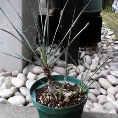 現物「ユッカ・エラータ 幹上り」５号　Yucca Elataのサムネイル
