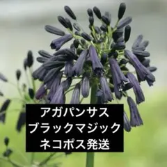 2025年最新】アガパンサス ブラックマジックの人気アイテム
