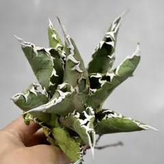 2026年最新】白犀の人気アイテム - メルカリ