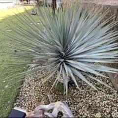 2026年最新】ロストラータ ユッカの人気アイテム - メルカリ