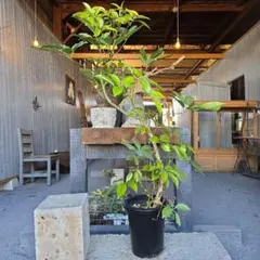 2026年最新】シェフレラの人気アイテム - メルカリ