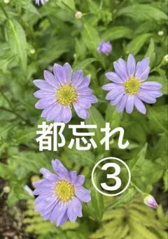 A1☆可憐な自然のスミレ 苗☆根付き株☆超初心者向け☆ - メルカリ