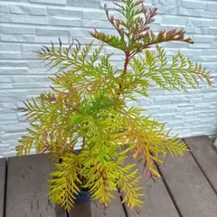 もふもふボリューム苗 アデナンサスウーリーブッシュ 鉢植え 苗 - メルカリ