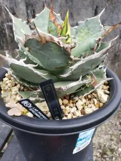 2025年最新】lize産の人気アイテム - メルカリ