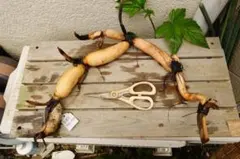 くりぼう様 リクエスト 2点 まとめ商品