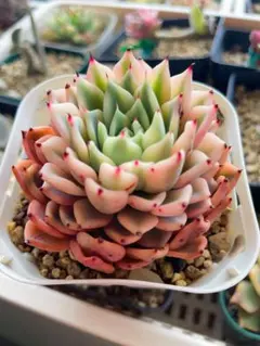 大人気 多肉植物 エケベリア ギルバの薔薇錦 超美苗 レア種 - メルカリ