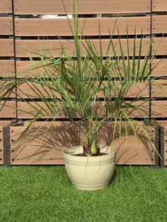 愛知県豊田市引き渡しのみ ココスヤシ 鉢底高さ230cm 幹回り110cm