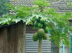 【初心者OK】発芽寸前 甘い赤肉　35個！　冬もOk　南米　大型　赤パパイヤの種のサムネイル