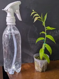 Ceratostema ivanportillae　セラトステマ 　着生ツツジのサムネイル