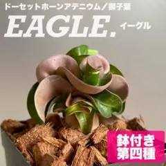 2025年最新】太陽神 アガベの人気アイテム - メルカリ