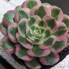 多肉植物 アエオニウム アエオニウム属 ピンクガール pink girl - メルカリ