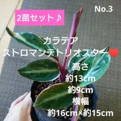 No.3【2苗セット♪】カラテア ストロマンテトリオスター♥️