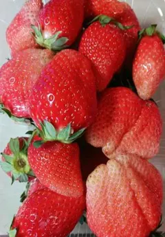 いちご イチゴ 苺 食べ比べ 減農薬 新鮮 - メルカリ