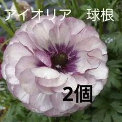 希少　アイオリア　ラナンキュラスラックス　球根　塊根　ラックス　秋植え　八重のサムネイル