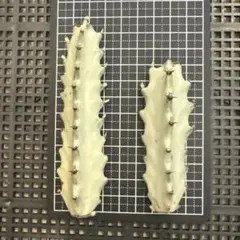 2025年最新】ユーフォルビア ホワイトゴーストの人気アイテム