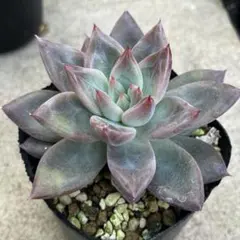 A*y様 ㊵大きめ苗! 青鬼❣️紫紺の矢❣️もみじ飴❣️スノーミル❣️6苗メルカ 2026年最新】ミックスベリア 円の人気アイテム - メルカリ