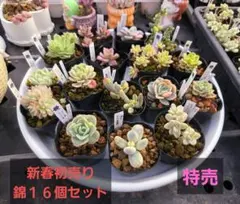 ➀新春初売りセット　錦１６個特売　抜き苗　多肉植物