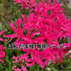 ぱんだま様 リクエスト 2点 まとめ商品