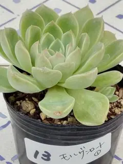 13 モルゲンロート①／ミックスベリア多肉植物