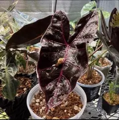 2026年最新】アロカシア 芋の人気アイテム - メルカリ