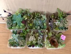 訳あり　Ａ多品種　カラフル　育て方メモ　多肉植物　紅葉が綺麗❤️6つセット