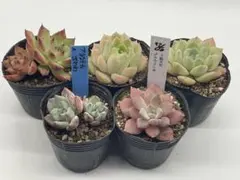 おらいさん苗 ミックスベリア そわそわ 龍鱗蓮華 紫紺の矢 鉢ごと発送