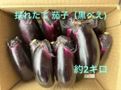 農家直送 農薬不使用 埼玉県産 朝採れ 筑陽茄子 箱込み 2キロ - メルカリ