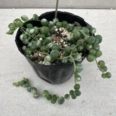 みーぽこ様 リクエスト 2点 まとめ商品