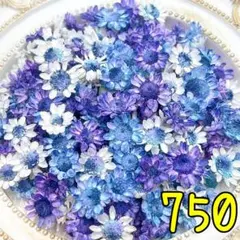 라스트 1 ‼️ 드라이 플라워 ♡ 스타 플라워 블라썸 ♡ 750 나이트 퍼플 ♡