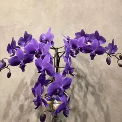 年始SALE❗️入荷少なめです❗️超希少❗️胡蝶蘭❤️ブルージーン 1