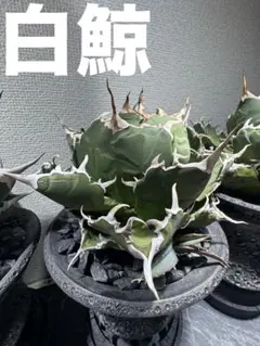 2026年最新】アガベ 白鯨 親株の人気アイテム - メルカリ