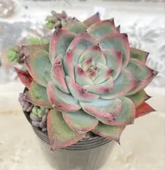 127. 多肉植物 ルドルフ 880円【抜き苗】 多肉植物 ルドルフ 抜き苗 - メルカリ