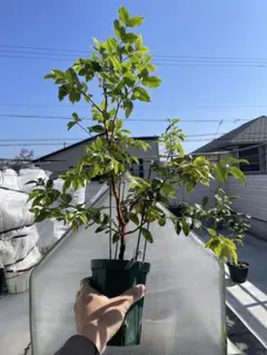 2026年最新】ジャボチカバの人気アイテム - メルカリ