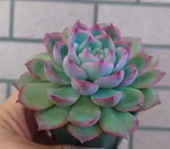 jinko様 リクエスト 2点 まとめ商品