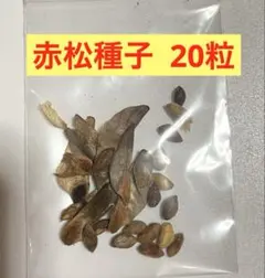 赤松の種子 20粒のサムネイル