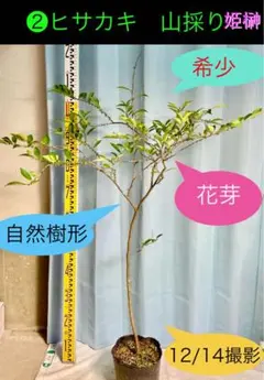 ③トウショウグアバ苗　大玉ホワイトグァバ ③トウショウグアバ苗 大玉ホワイトグァバ - メルカリ