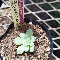 おらいさん　マスカットキャンディ　苗　ミックスベリア
