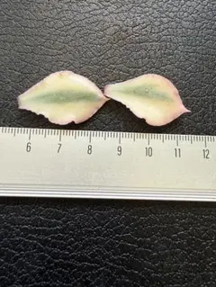 tujin様 リクエスト 3点 まとめ商品