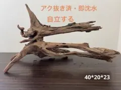 p*o様 アク抜き済み流木　No.241 置き方いろいろ p*o様 アク抜き済み流木 No.241 置き方いろいろ - メルカリ