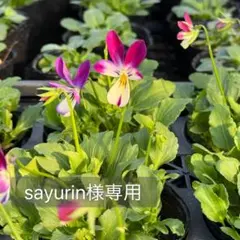 sayurin様専用ページ