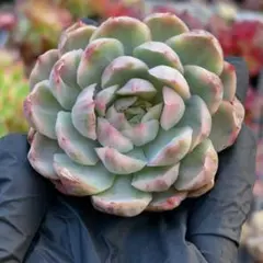 Masato Asaka様 リクエスト 3点 まとめ商品