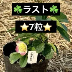 m*i様 ❤️206❤️☘️ラスト☘️⭐️クリスマスローズ⭐️自然交配種子⭐️のサムネイル