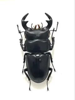 2026年最新】オオクワガタ標本の人気アイテム - メルカリ