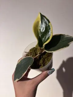 セール レアホヤHoya latifolia Albomarqinata B - メルカリ