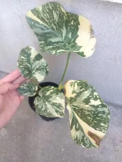 大株 クジャクヤシ斑入り Caryota mitis variegated 5号 - メルカリ