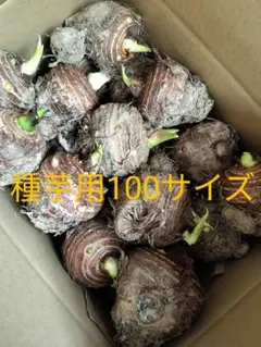 2026年最新】里芋女早生の人気アイテム - メルカリ