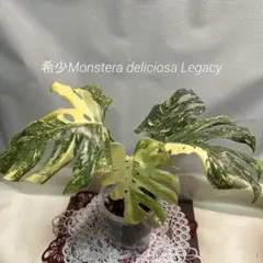 超希少】モンステラレガシーMonstera Legacy Variegata☆ - メルカリ